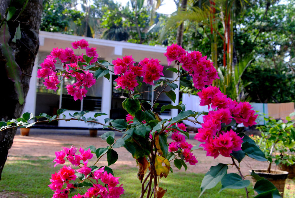 Ever Green Mirissa Exterior foto